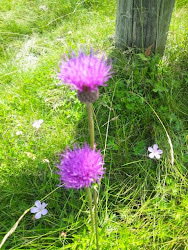 美ヶ原高原に咲く高山植物