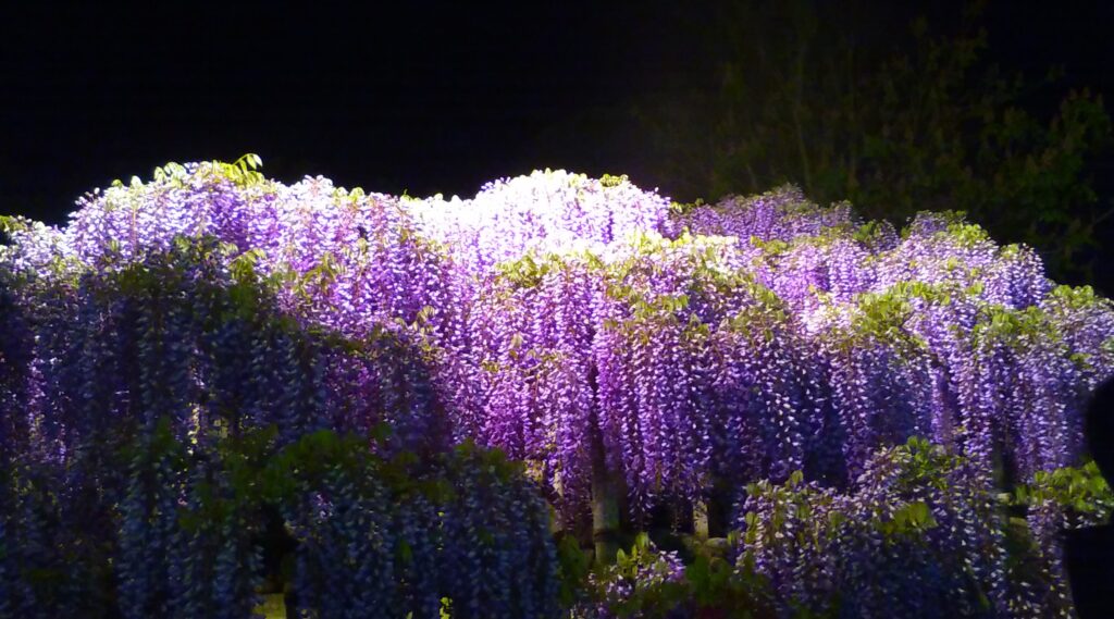満開の藤の花ライトアップ