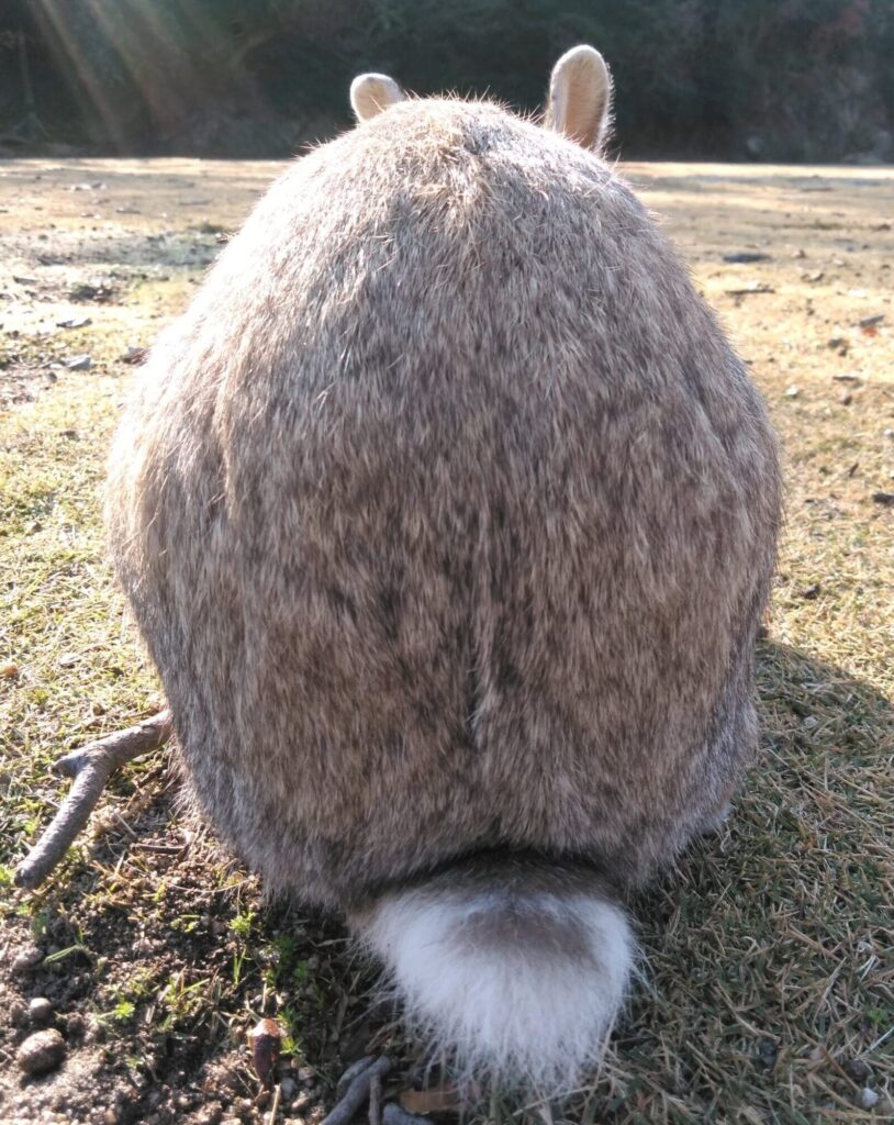 大野島のうさぎが日向ぼっこ